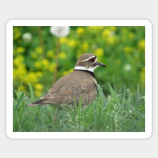 Killdeer Bird in a Field of Flowers Sticker